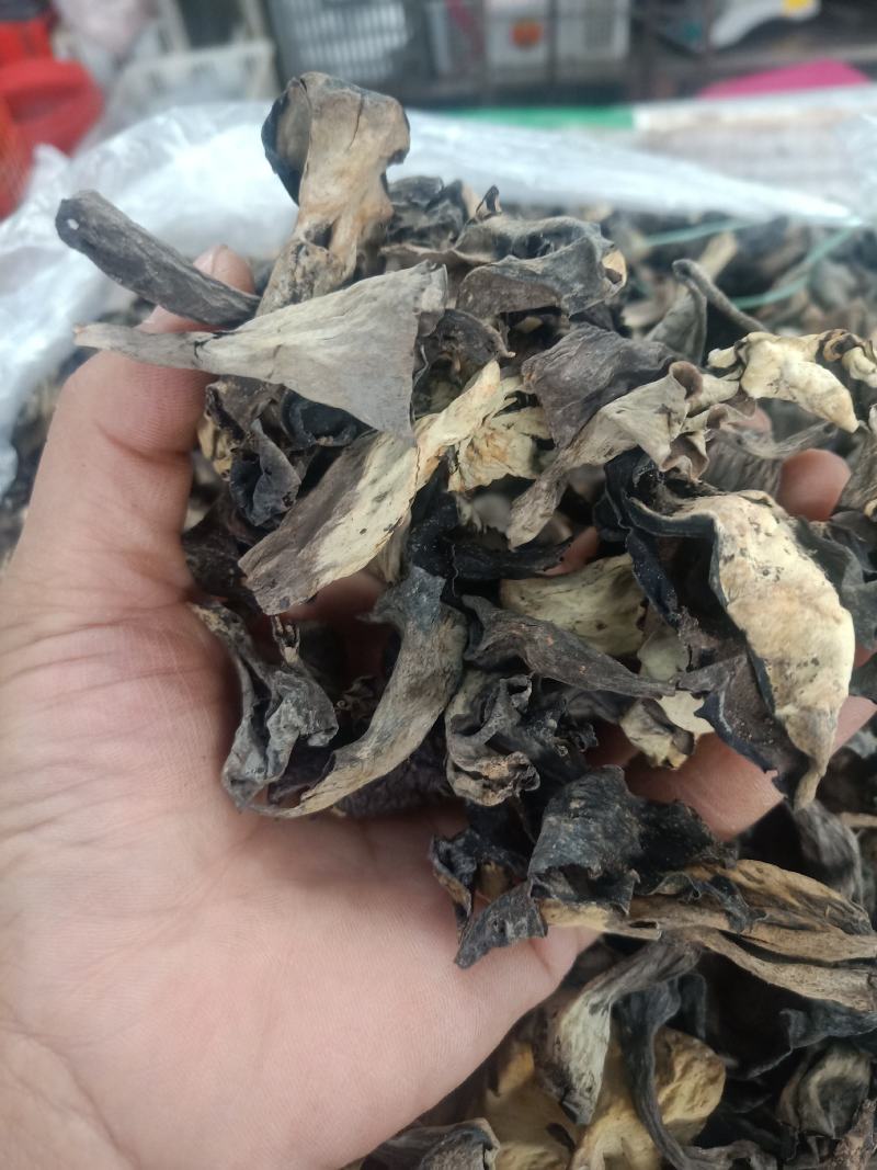 云南普洱野生喇叭菌_剪脚