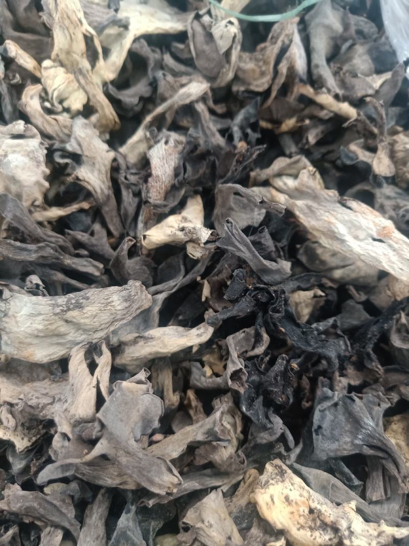 云南普洱野生喇叭菌_剪脚
