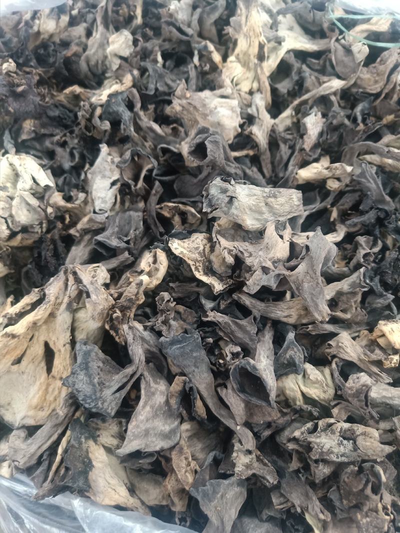 云南普洱野生喇叭菌_剪脚