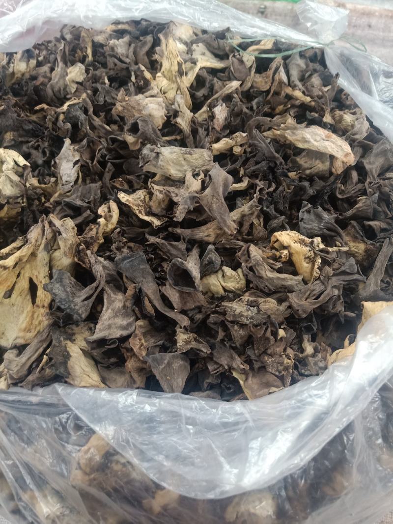 云南普洱野生喇叭菌_剪脚