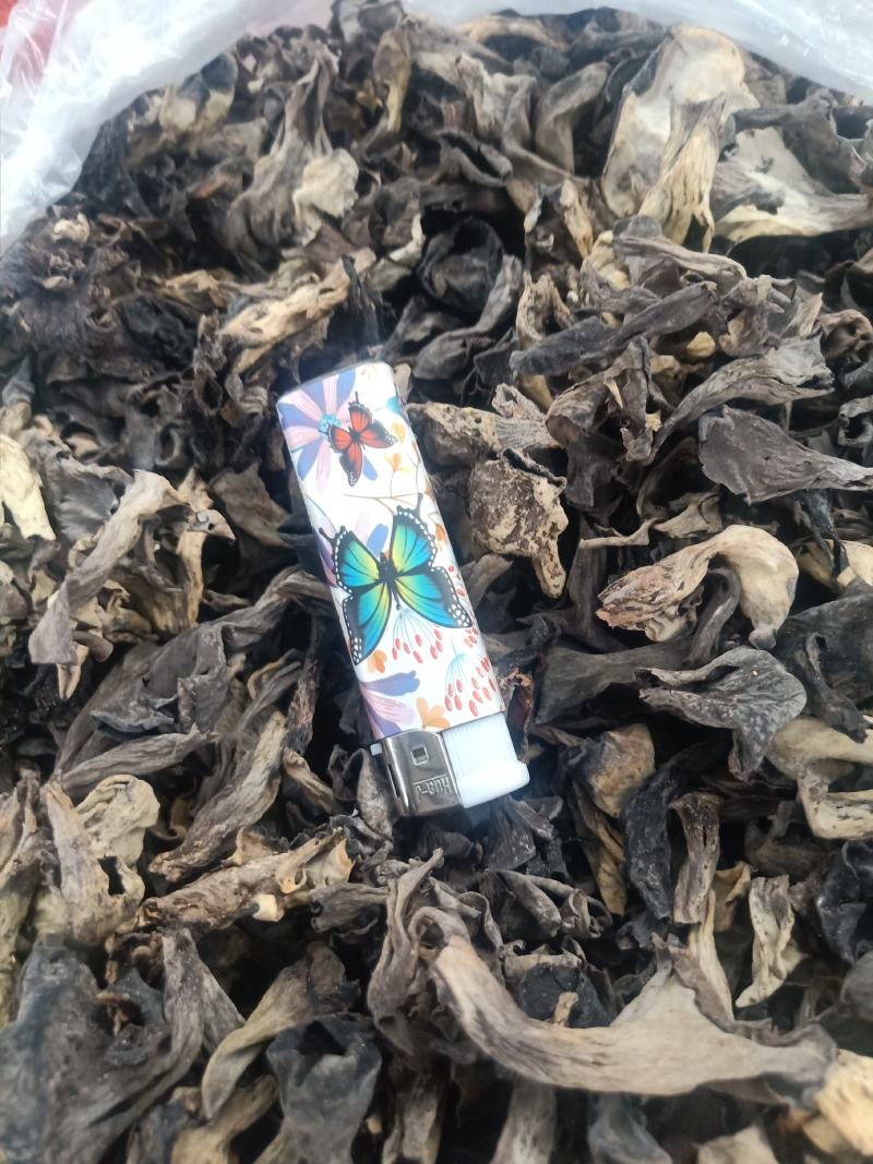 云南普洱野生喇叭菌_剪脚