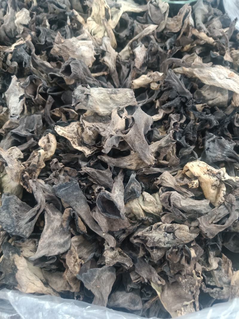 云南普洱野生喇叭菌_剪脚