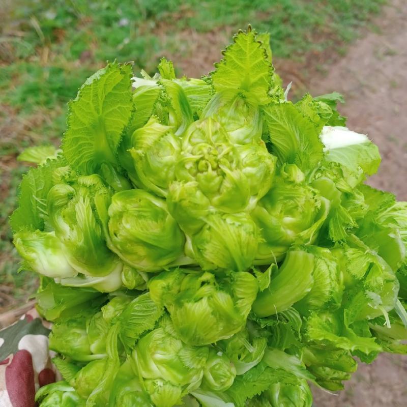 巴适得很的儿菜，欢迎各位新老顾客光顾，一次合作终生朋友