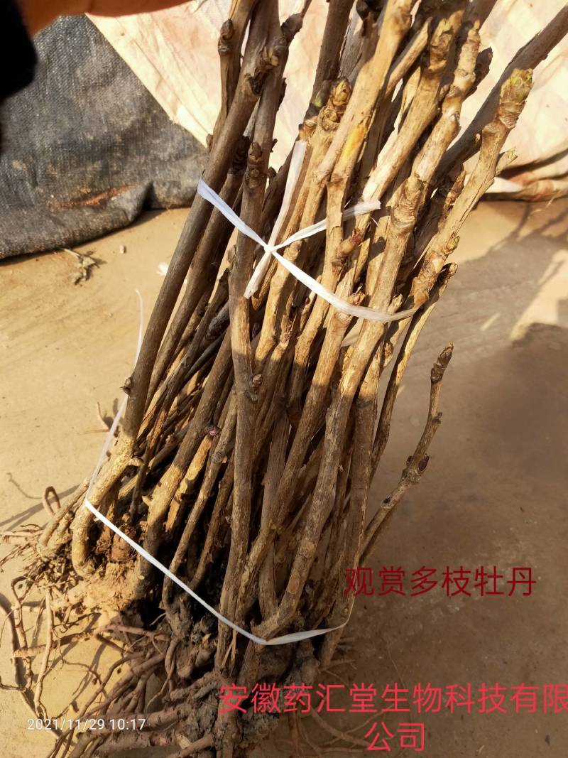观赏药用何首乌，基地现挖现发，绿化观赏电商需要的可联系我