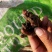 观赏药用何首乌，基地现挖现发，绿化观赏电商需要的可联系我