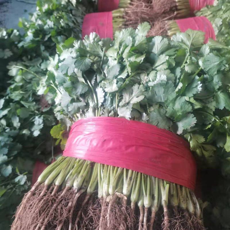 精品大叶香菜