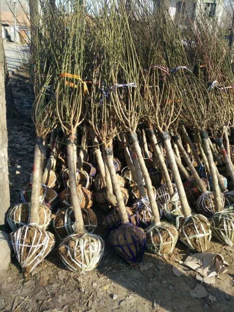 红梅4一12公分，产地直销，杆子直，冠幅圆