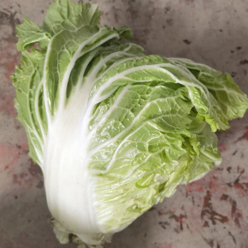 大白菜