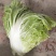 大白菜