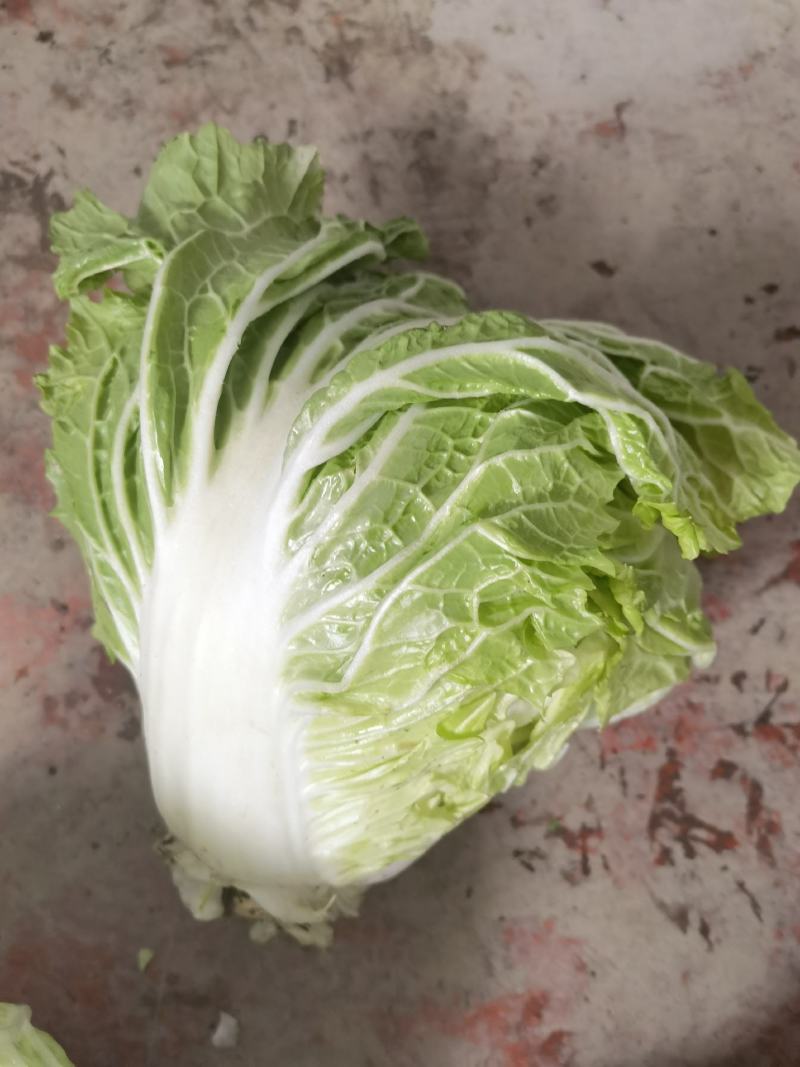 大白菜