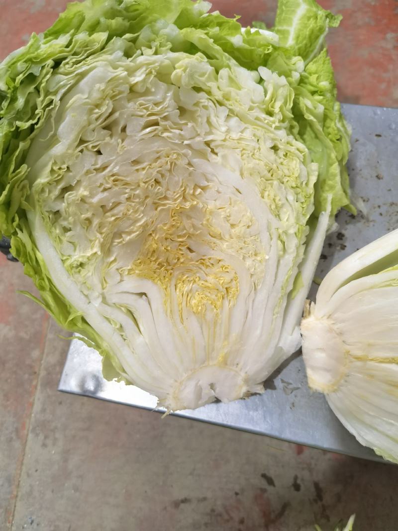 大白菜