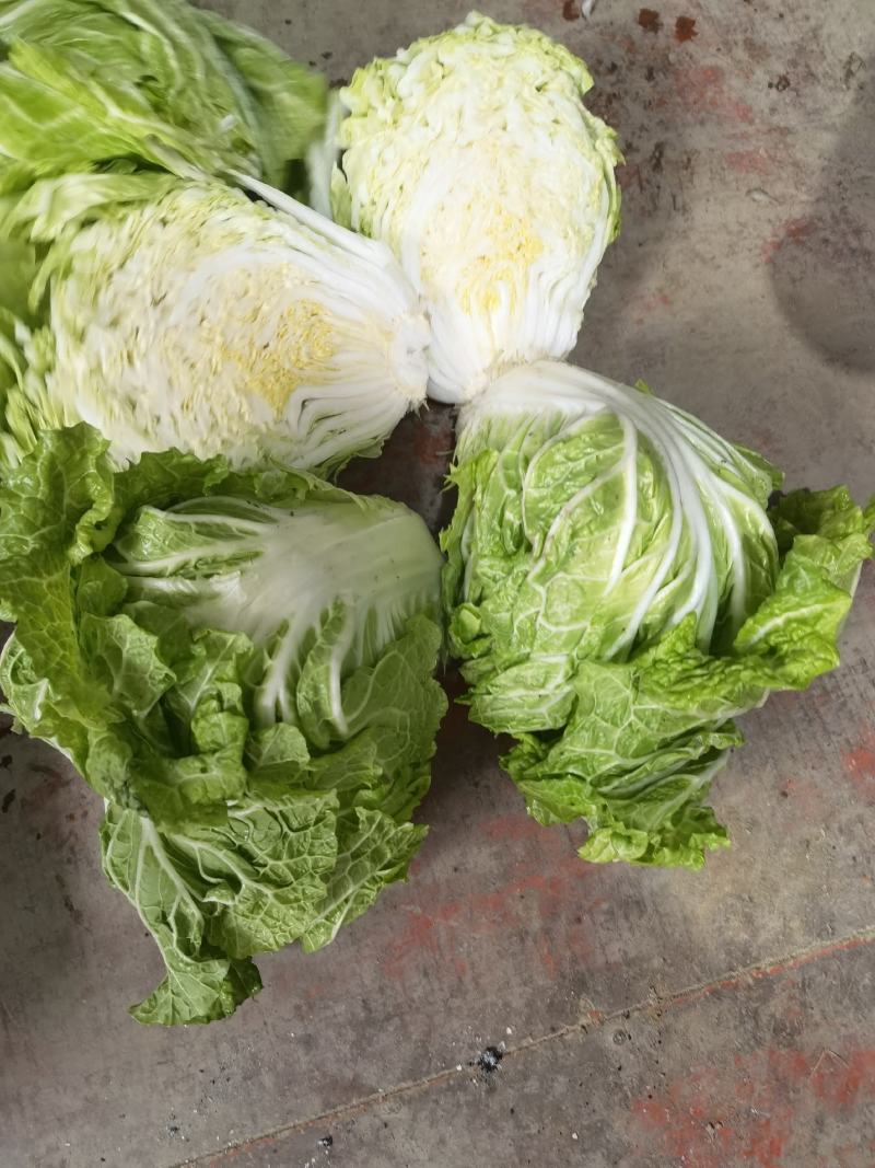 大白菜