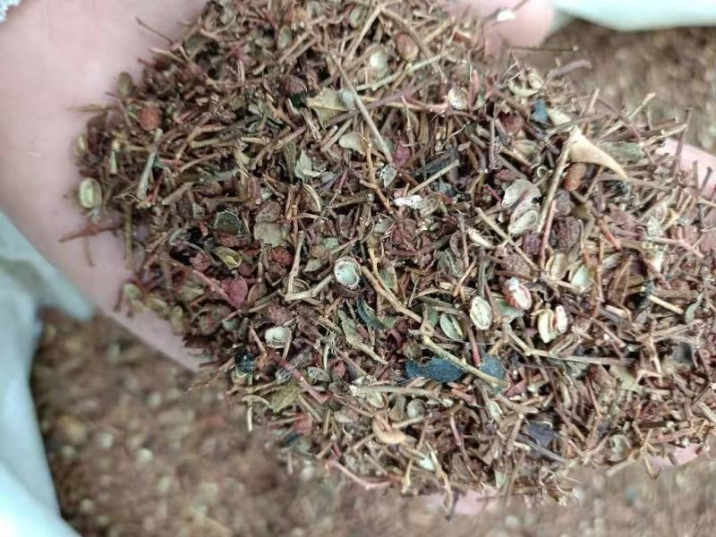 【推荐】韩城精品花椒杆花椒枝子货源充足需要可联系