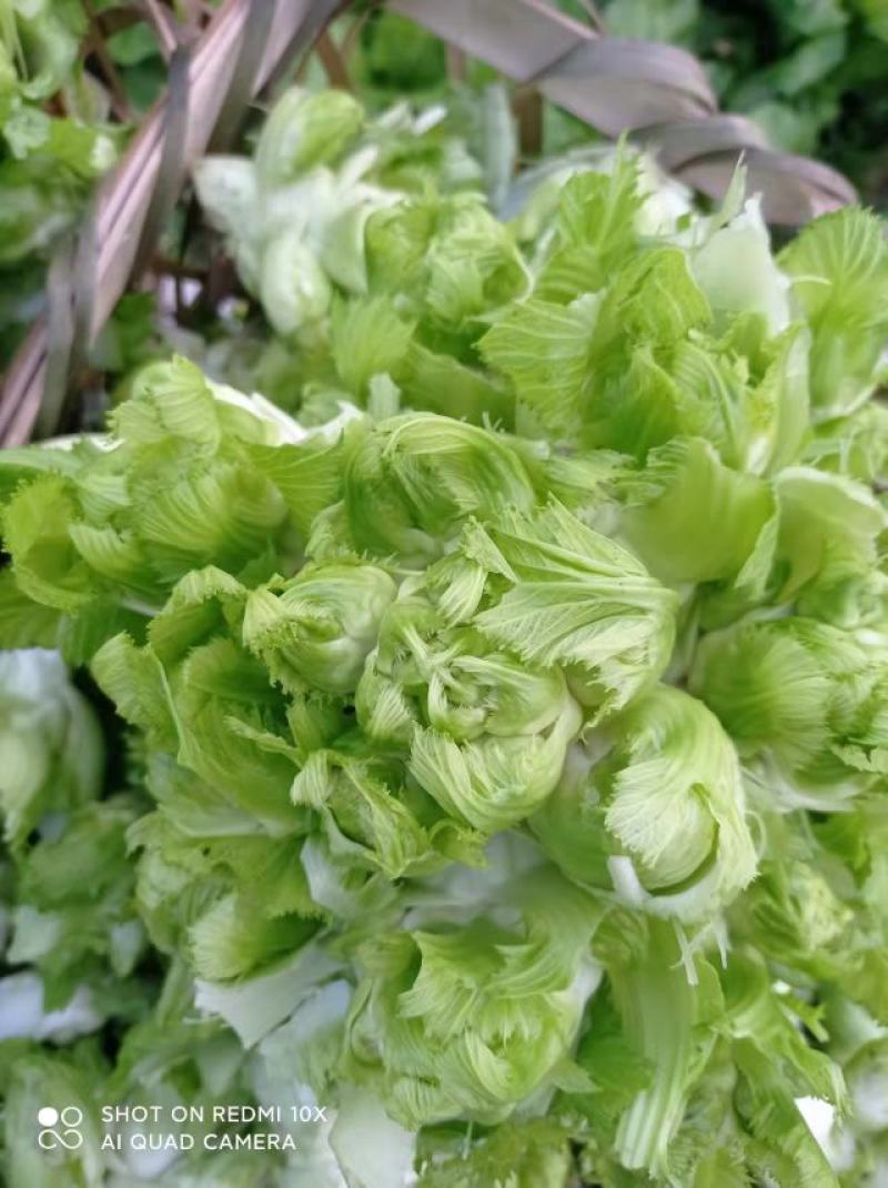 崇州精品儿菜，大心小心都有，云南货，重庆货大量上市中…