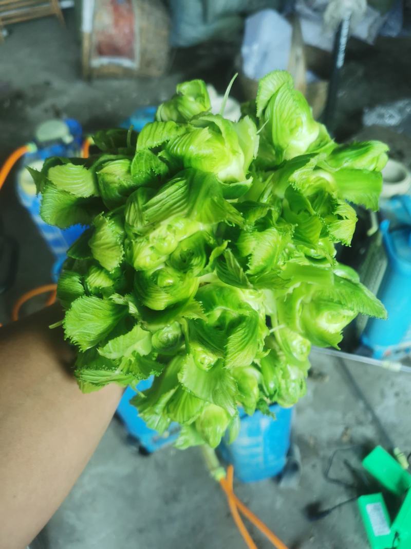 崇州精品儿菜，大心小心都有，云南货，重庆货大量上市中…