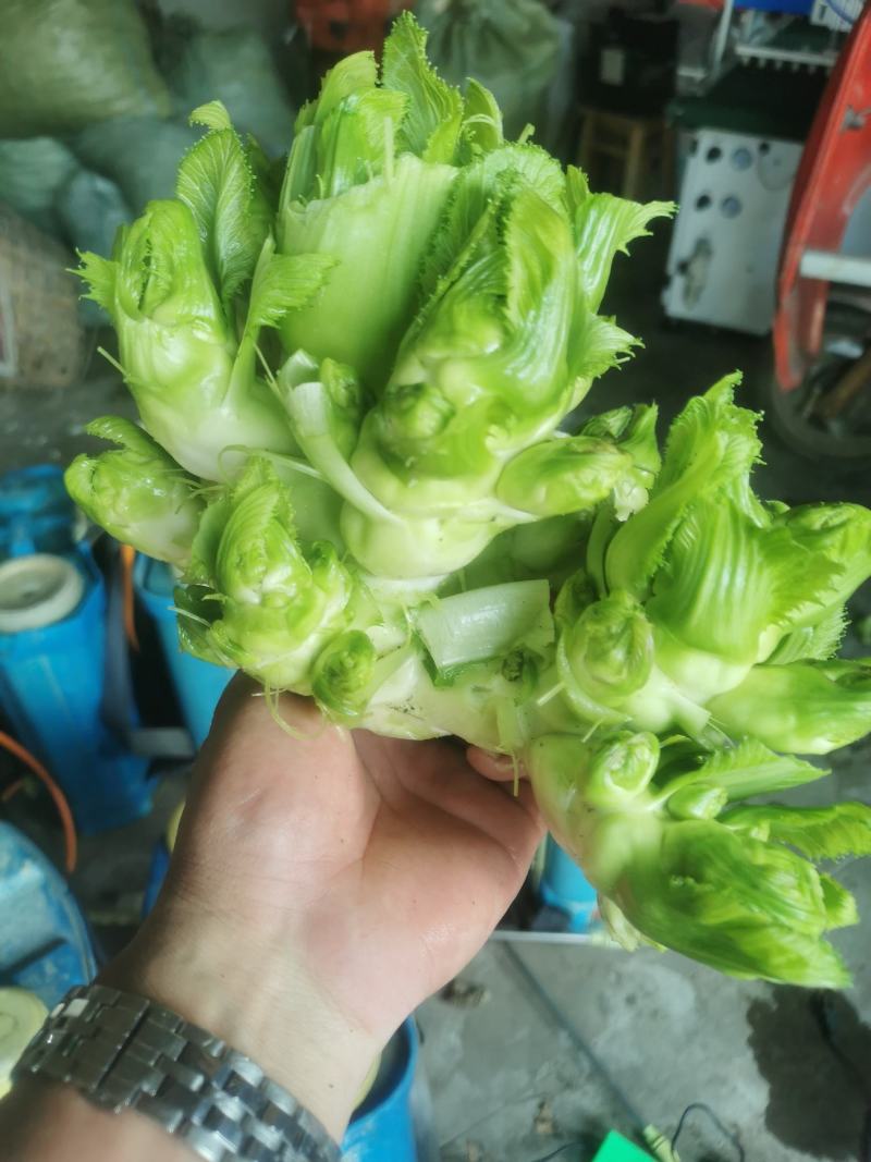 崇州精品儿菜，大心小心都有，云南货，重庆货大量上市中…