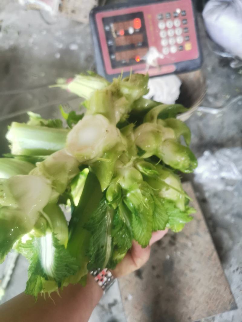 崇州精品儿菜，大心小心都有，云南货，重庆货大量上市中…