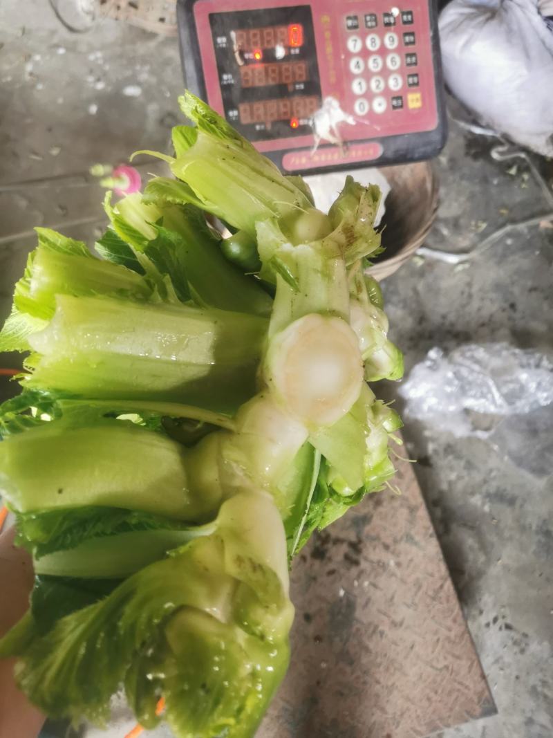 崇州精品儿菜，大心小心都有，云南货，重庆货大量上市中…