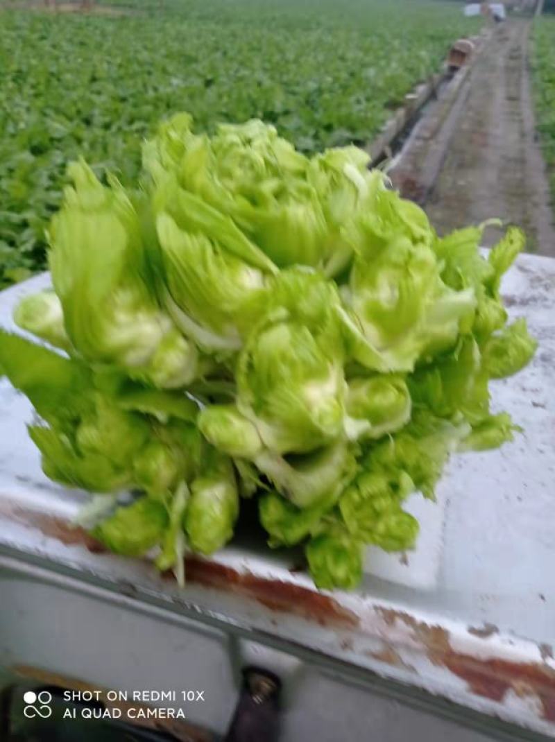 崇州精品儿菜，大心小心都有，云南货，重庆货大量上市中…