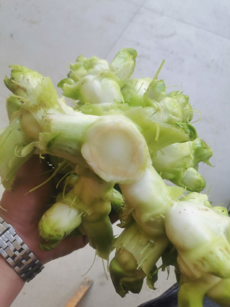 崇州精品儿菜，大心小心都有，云南货，重庆货大量上市中…