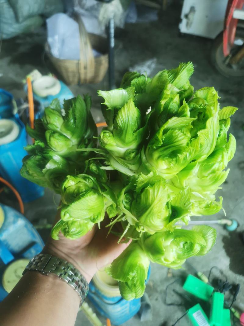 崇州精品儿菜，大心小心都有，云南货，重庆货大量上市中…