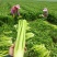 大棵、中棵优质杭州西芹，量大质优，可根据客户要求加工。