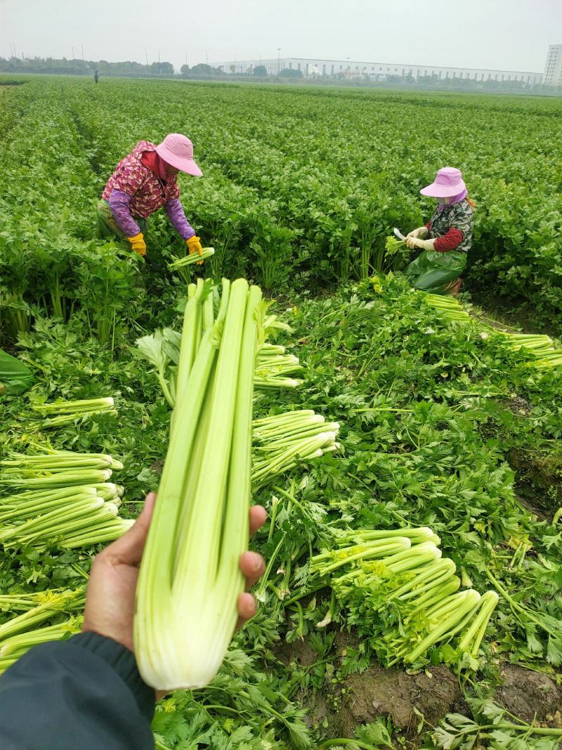 大棵、中棵优质杭州西芹，量大质优，可根据客户要求加工。