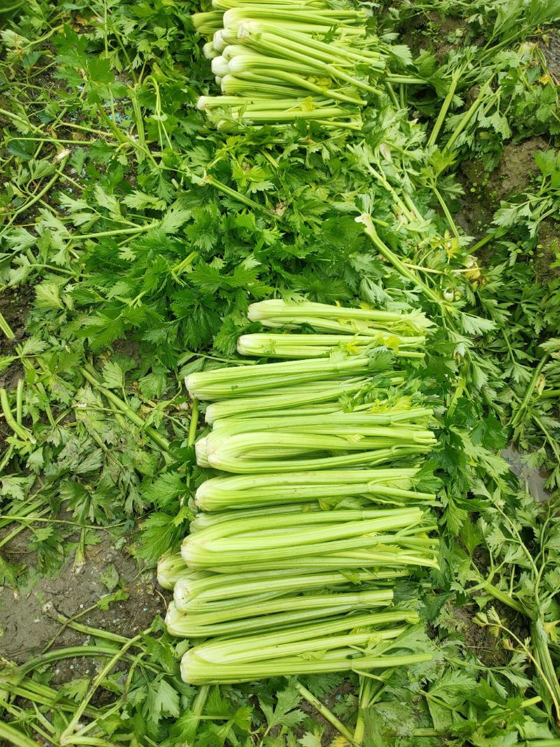 大棵、中棵优质杭州西芹，量大质优，可根据客户要求加工。