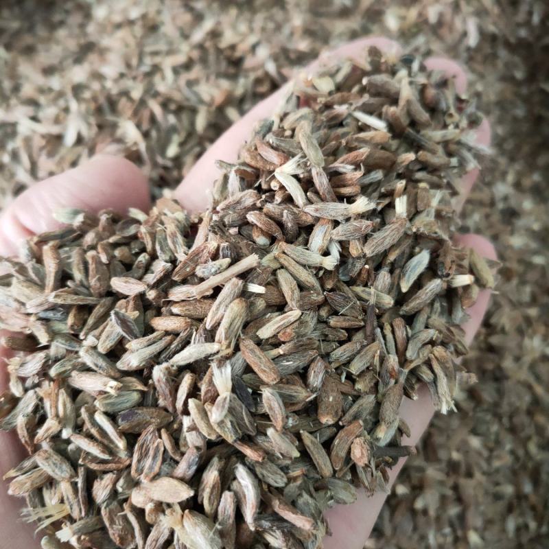 纯新改良两年白术籽，包芽率，改良紫皮白术种子，