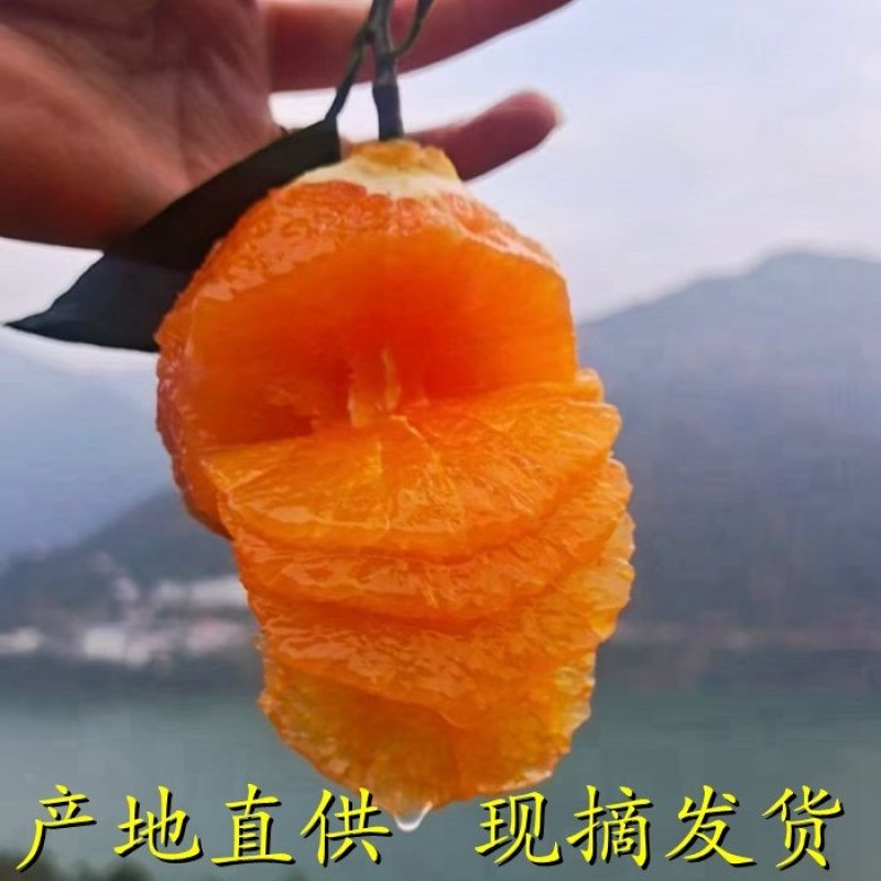 【湖北脐橙】湖北橙子纽荷尔、长虹、产地现摘直发货源充足