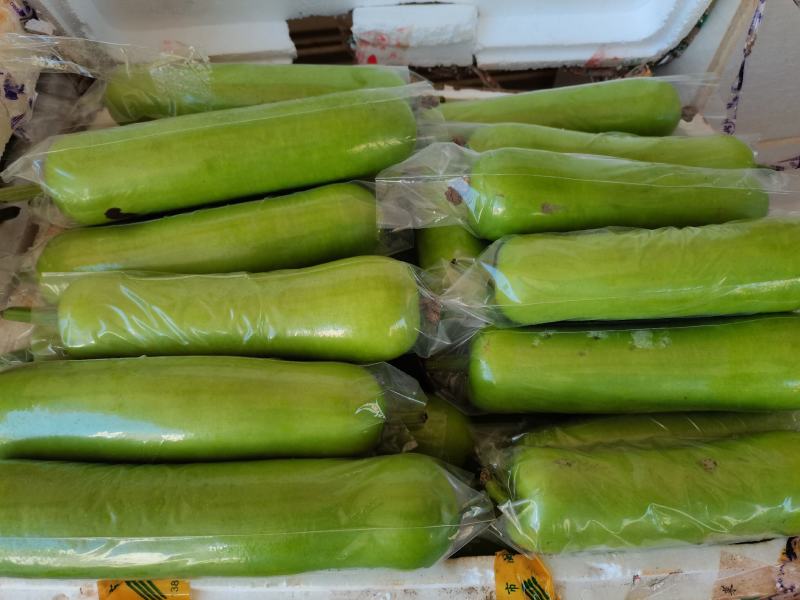 广东瓠瓜（精品蒲瓜大量上市）基地直发品质保证