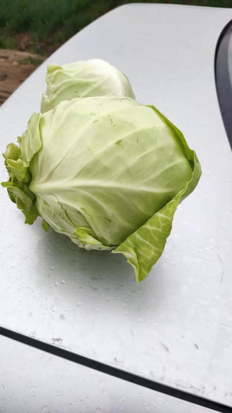 （加工厂电商）精品旺旺甘蓝，加工厂电商菜，需要联系