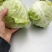（加工厂电商）精品旺旺甘蓝，加工厂电商菜，需要联系