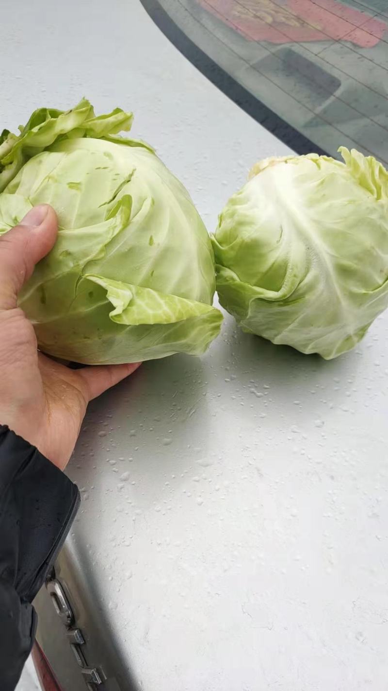 （加工厂电商）精品旺旺甘蓝，加工厂电商菜，需要联系