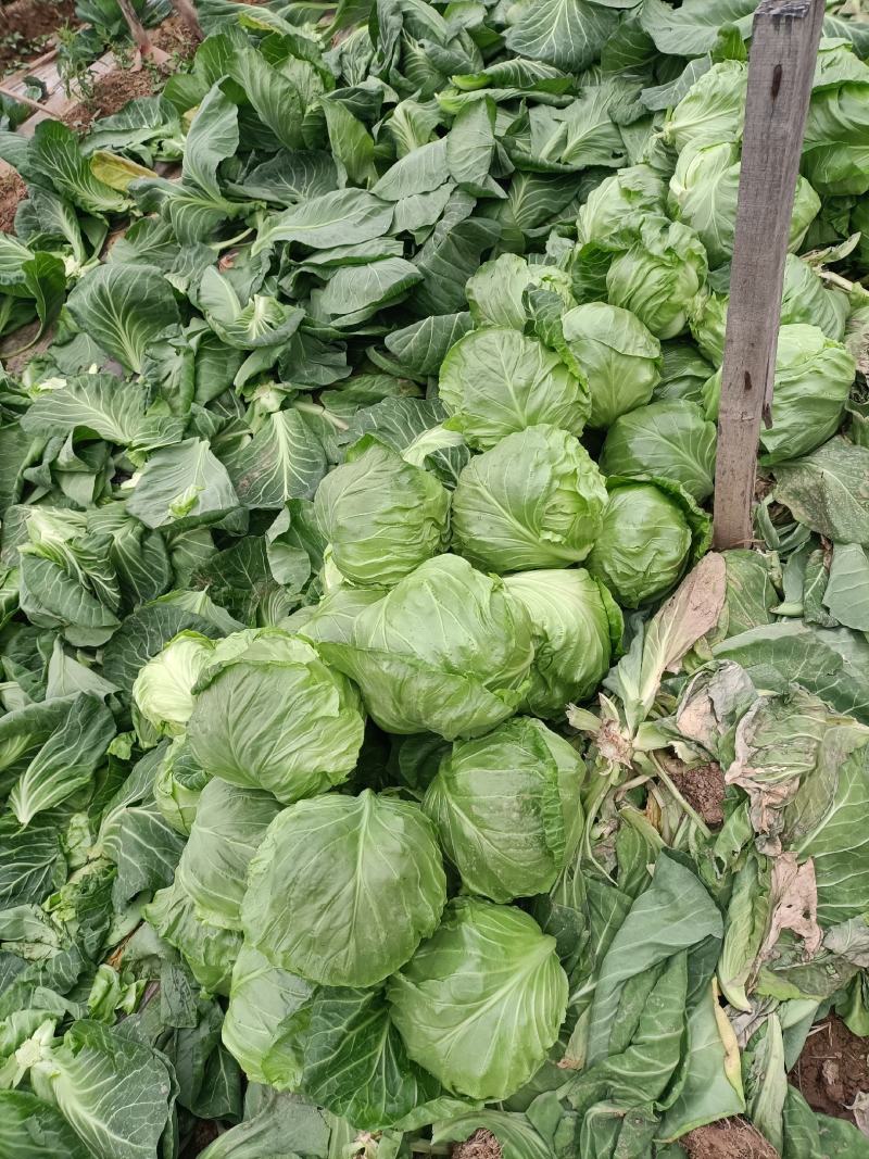 （加工厂电商）精品旺旺甘蓝，加工厂电商菜，需要联系