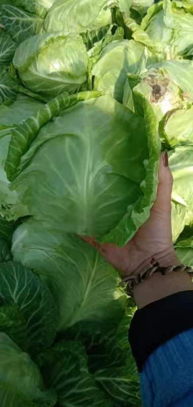 （加工厂电商）精品旺旺甘蓝，加工厂电商菜，需要联系