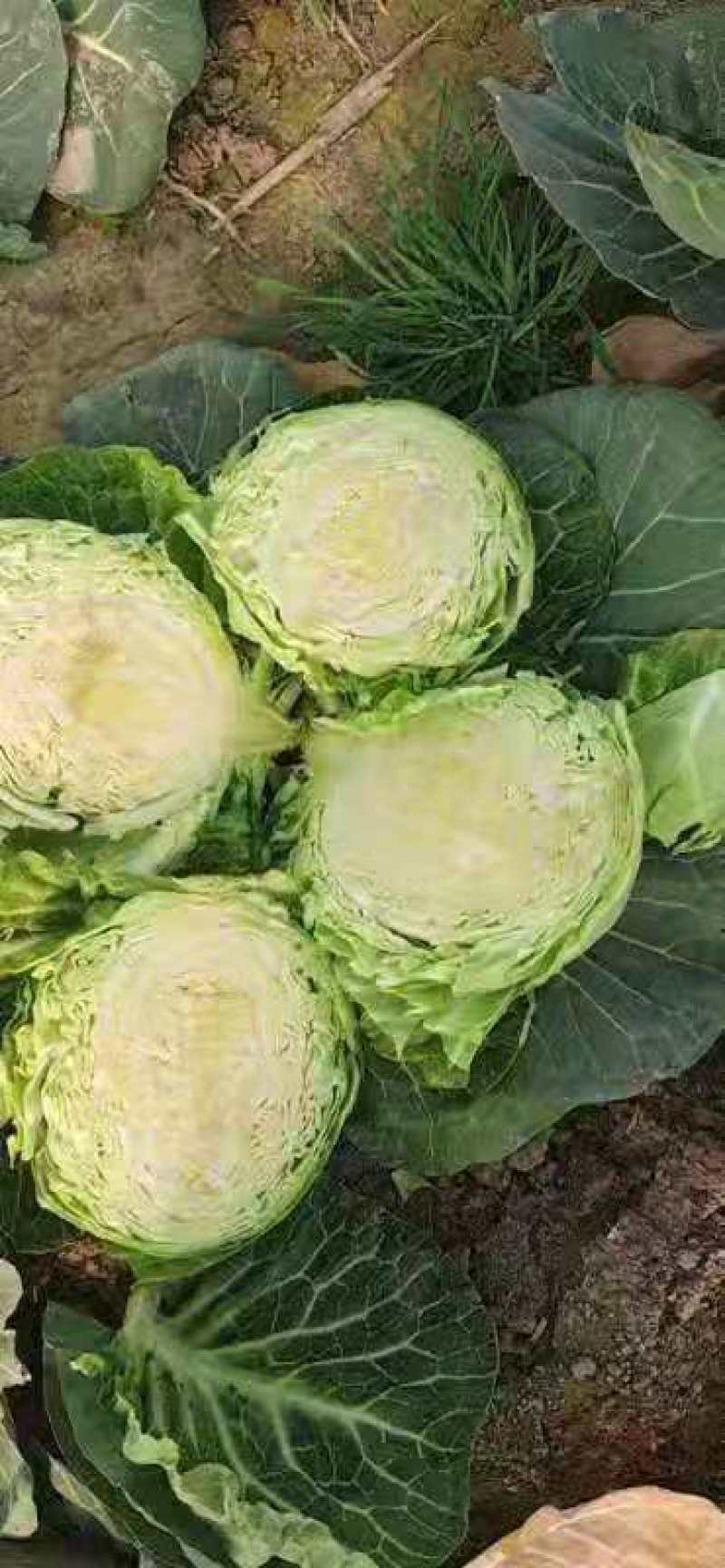 （加工厂电商）精品旺旺甘蓝，加工厂电商菜，需要联系