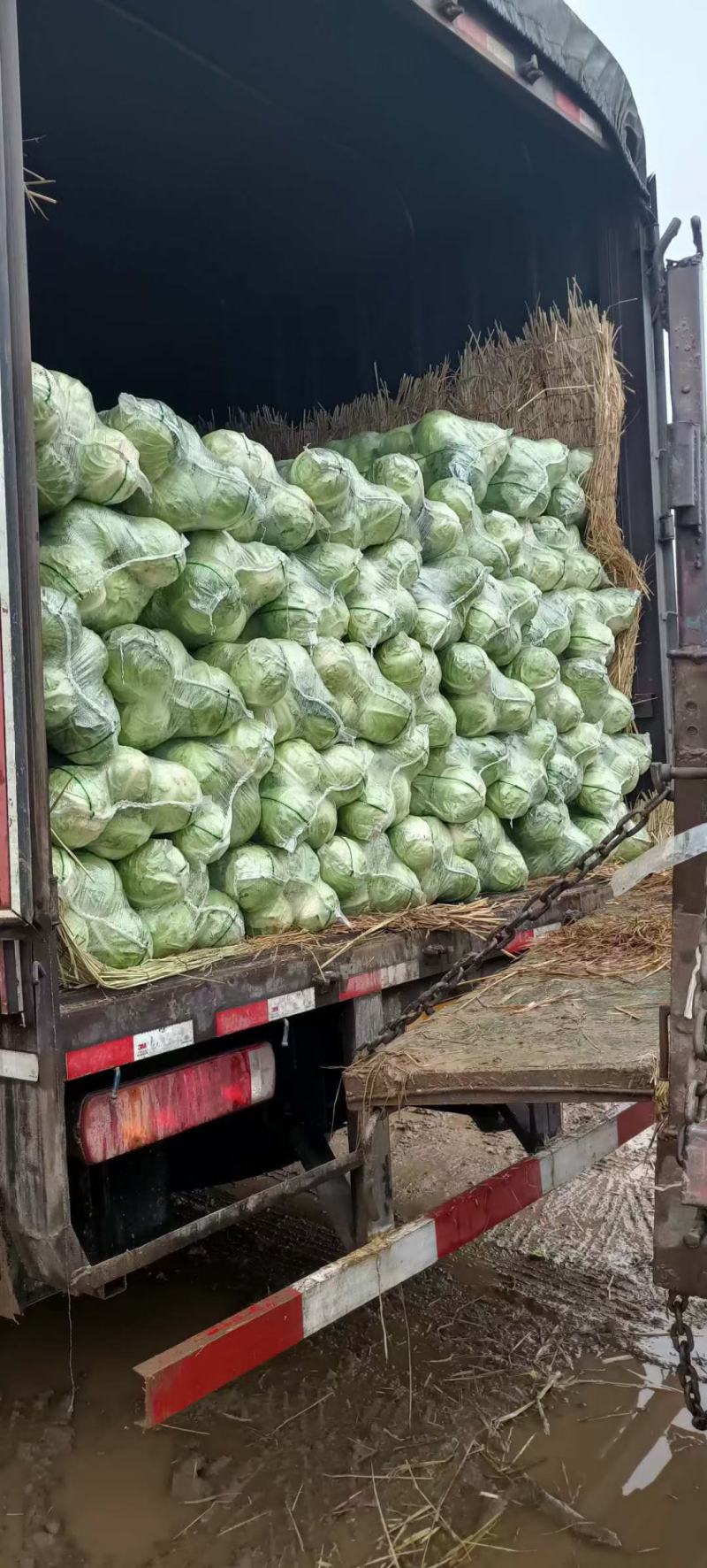 （加工厂电商）精品旺旺甘蓝，加工厂电商菜，需要联系