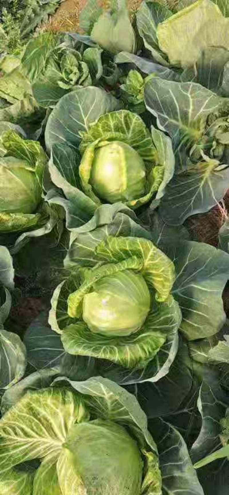（加工厂电商）精品旺旺甘蓝，加工厂电商菜，需要联系