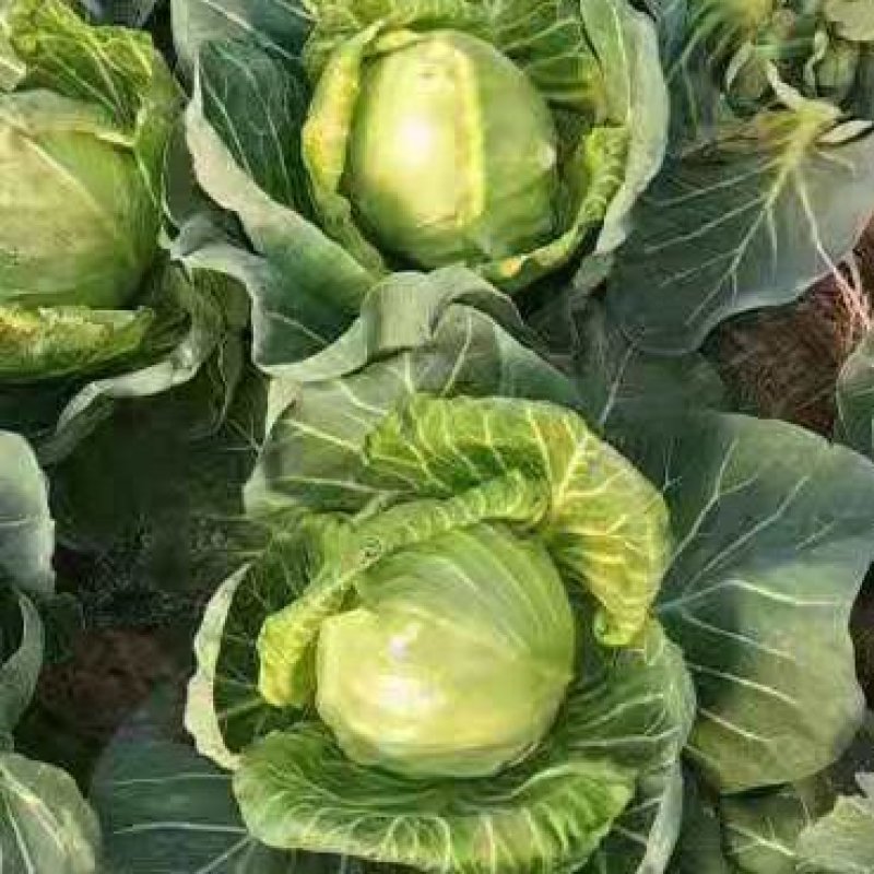 （加工厂电商）精品旺旺甘蓝，加工厂电商菜，需要联系