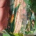 香糯小玉米