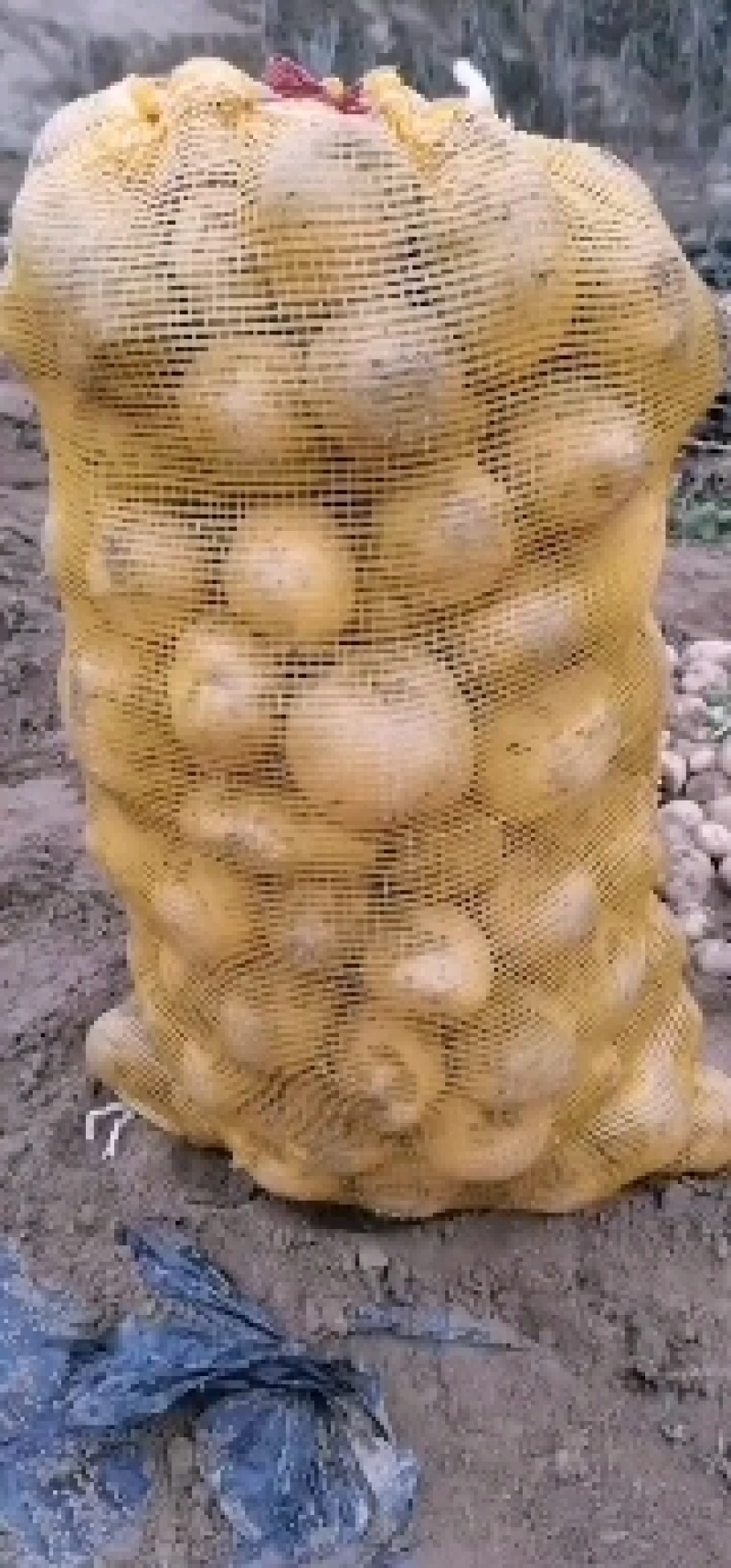 土豆