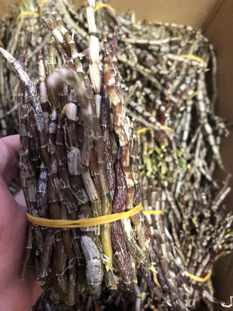 户外栽种生长铁皮石斛鲜条