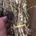 户外栽种生长铁皮石斛鲜条