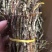 户外栽种生长铁皮石斛鲜条