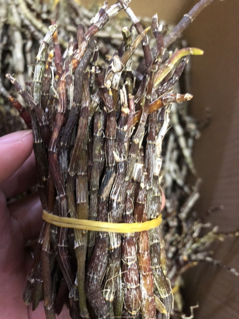 户外栽种生长铁皮石斛鲜条