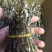 户外栽种生长铁皮石斛鲜条