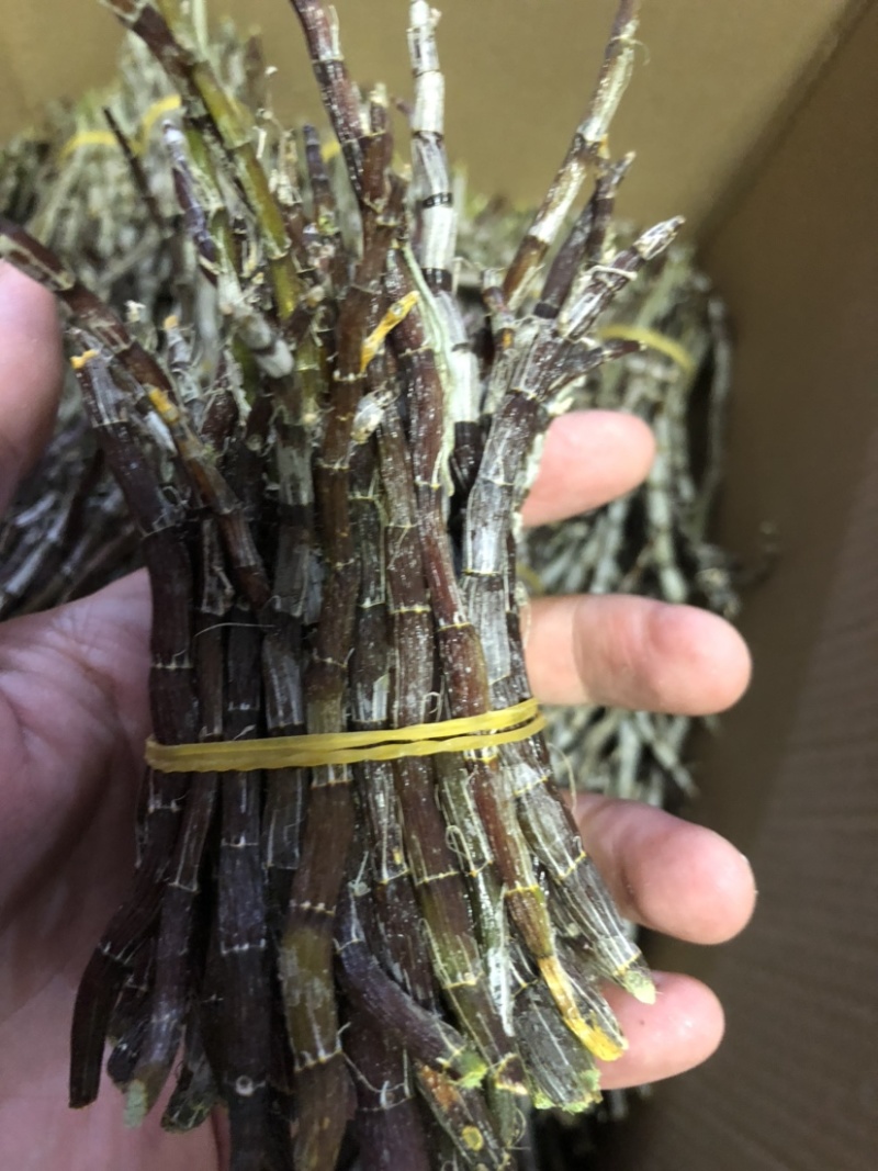户外栽种生长铁皮石斛鲜条