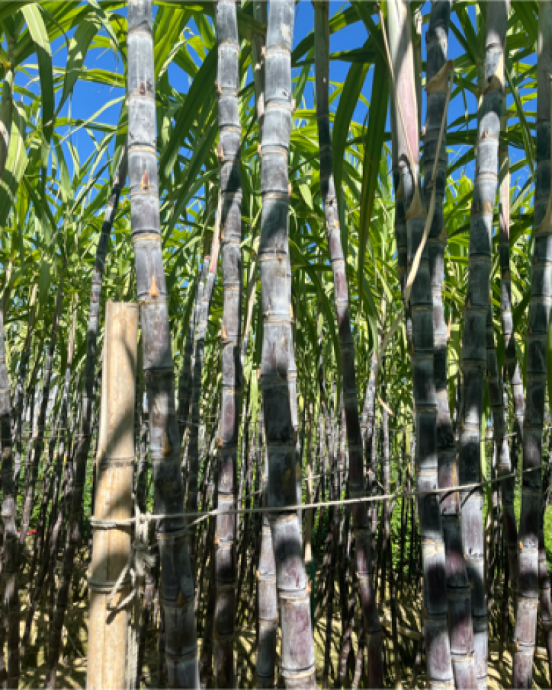 广西黑皮甘蔗脆甜多汁大量上市品质保证量大从优
