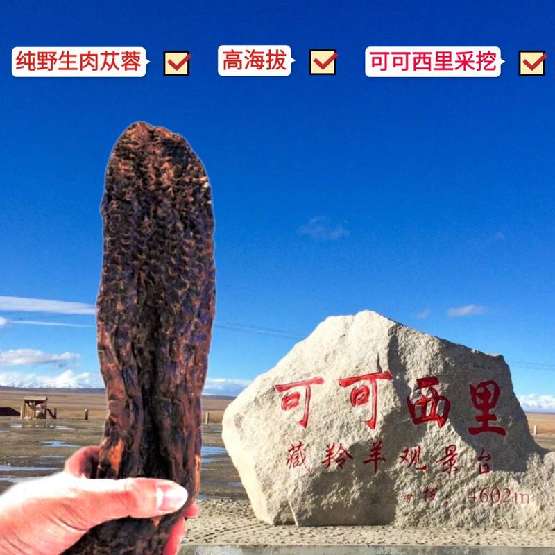 青藏高海拔野生肉苁蓉500g包邮炖汤泡茶药食同源